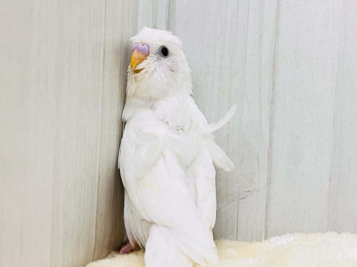 美意識高め✨オシャレな天使🪽パッと華やかな羽衣セキセイインコ(ホワイトダブルファクター) 羽衣セキセイインコ