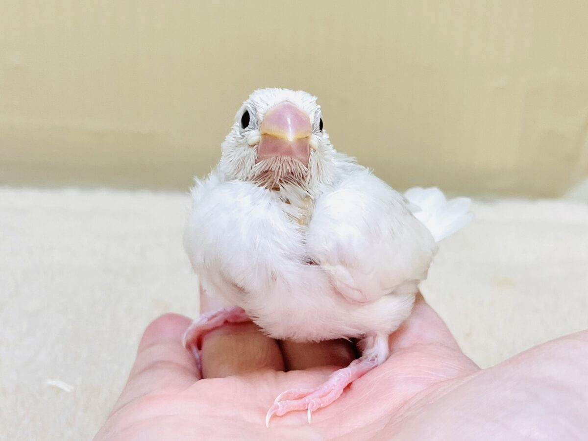 白文鳥