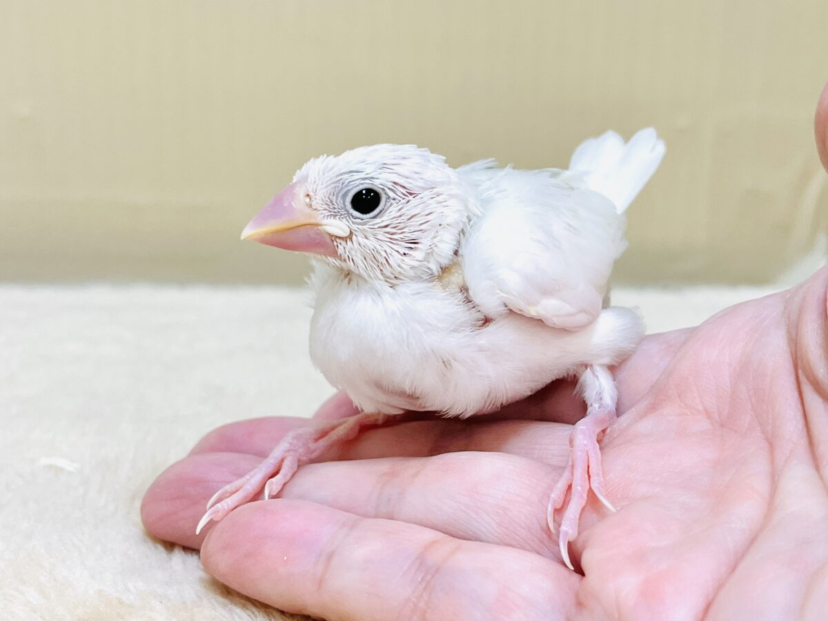 白文鳥