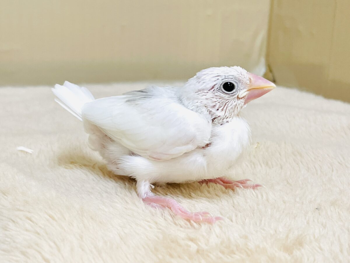 白文鳥