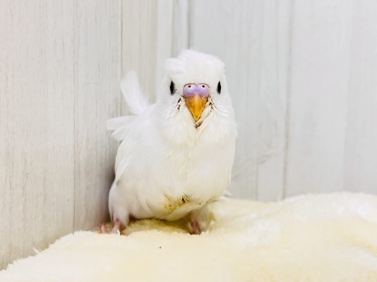 美意識高め✨オシャレな天使🪽パッと華やかな羽衣セキセイインコ(ホワイトダブルファクター) 羽衣セキセイインコ