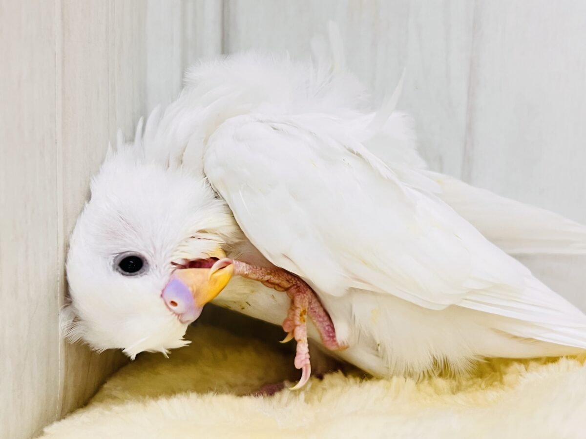 美意識高め✨オシャレな天使🪽パッと華やかな羽衣セキセイインコ(ホワイトダブルファクター) 羽衣セキセイインコ