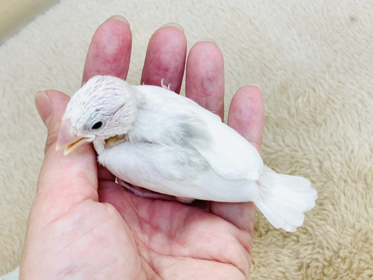 白文鳥