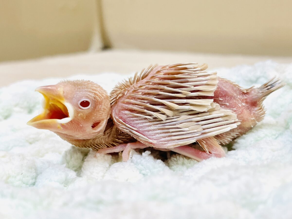 【最新画像更新🪄︎︎✨】これから鳥さんになるんだよ🩷シナモン文鳥(ヒナ) シナモン文鳥