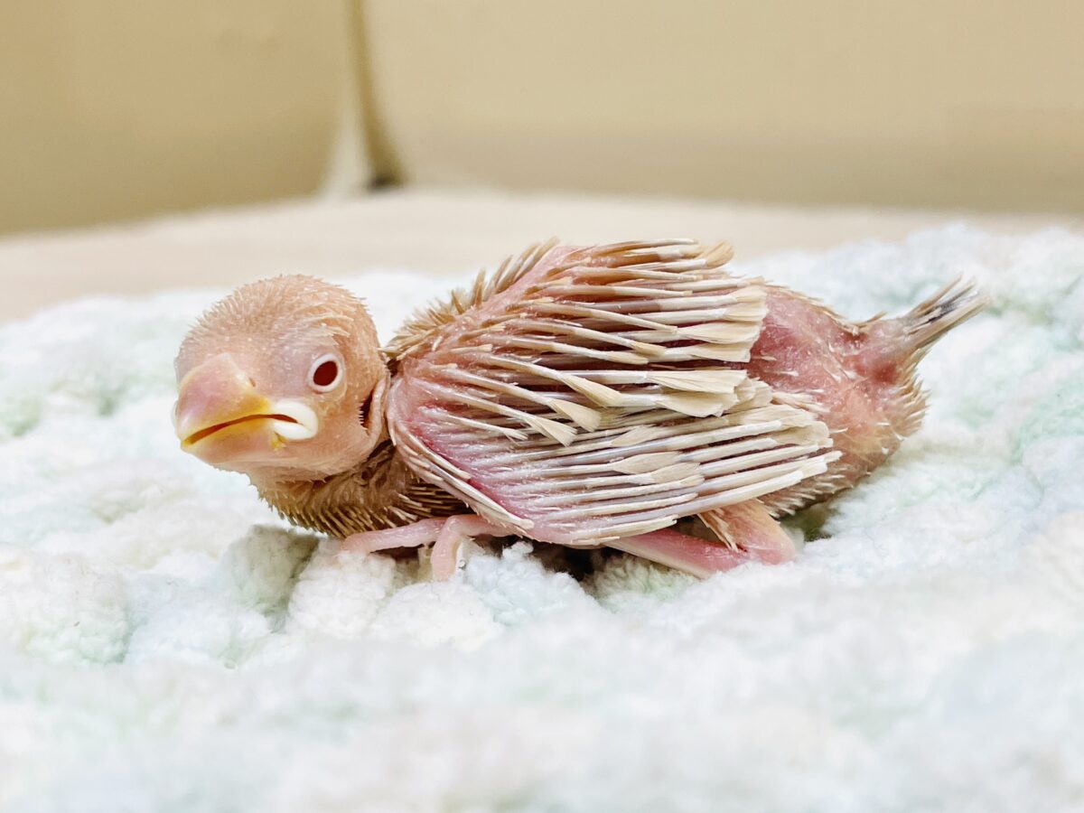 【最新画像更新🪄︎︎✨】これから鳥さんになるんだよ🩷シナモン文鳥(ヒナ) シナモン文鳥