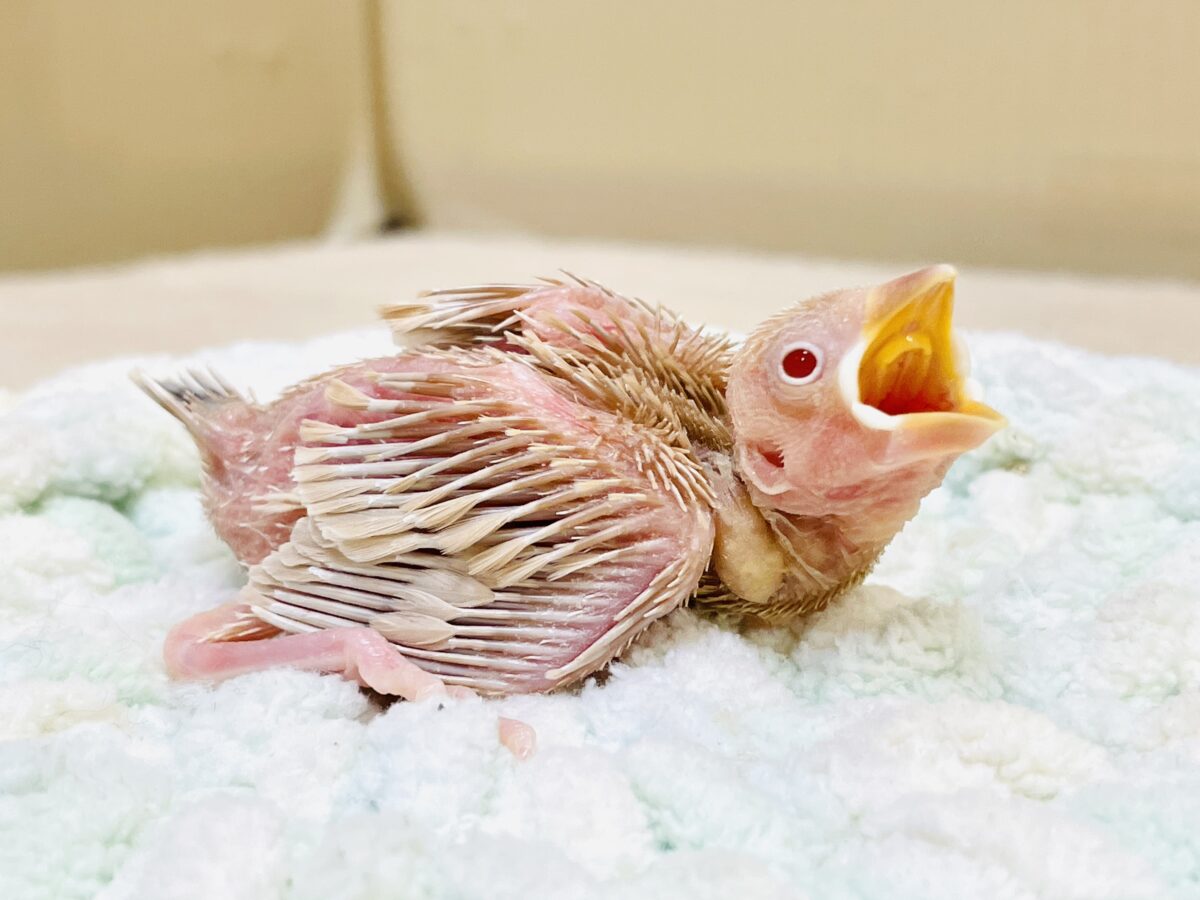 【最新画像更新🪄︎︎✨】これから鳥さんになるんだよ🩷シナモン文鳥(ヒナ) シナモン文鳥