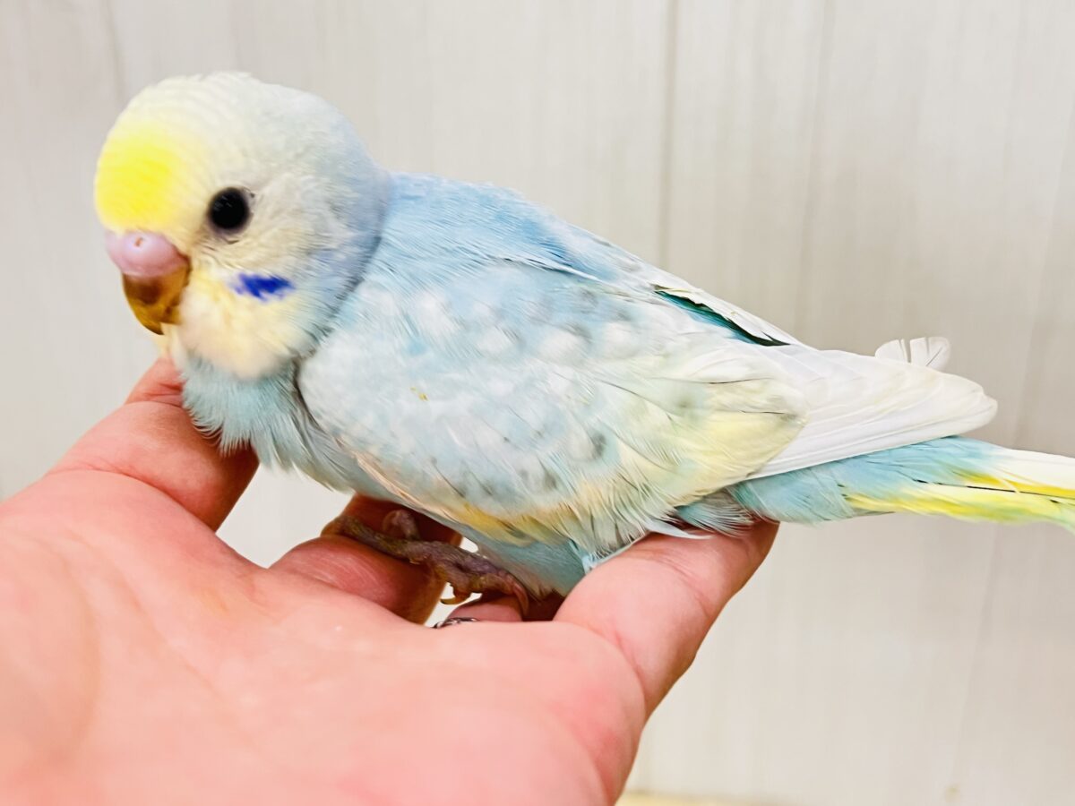 まだ夏を終わらせないぞ‼︎すっきりソーダ🩵セキセイインコ(パステルレインボースパングル) セキセイインコ