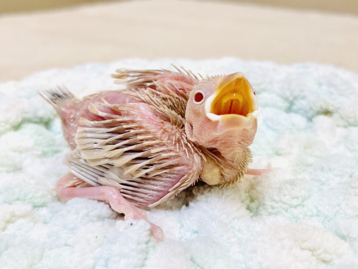 【最新画像更新🪄︎︎✨】これから鳥さんになるんだよ🩷シナモン文鳥(ヒナ) シナモン文鳥