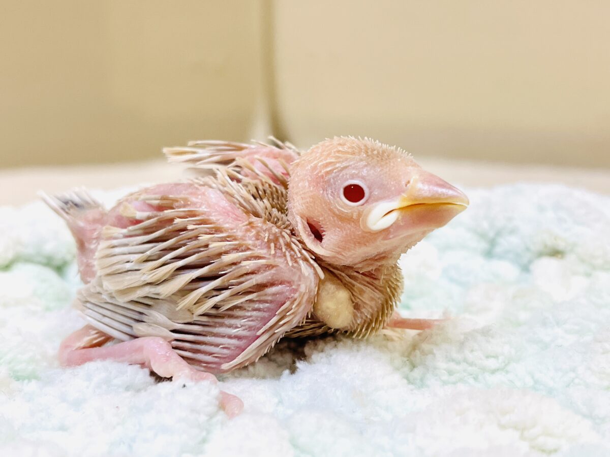 【最新画像更新🪄︎︎✨】これから鳥さんになるんだよ🩷シナモン文鳥(ヒナ) シナモン文鳥