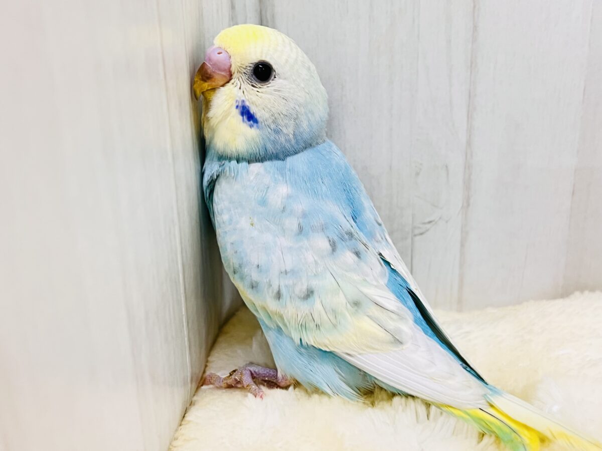 まだ夏を終わらせないぞ‼︎すっきりソーダ🩵セキセイインコ(パステルレインボースパングル) セキセイインコ