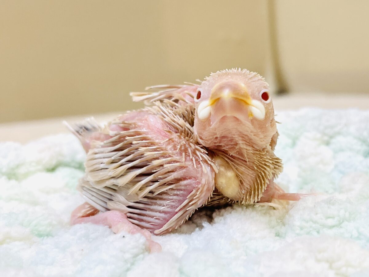 【最新画像更新🪄︎︎✨】これから鳥さんになるんだよ🩷シナモン文鳥(ヒナ) シナモン文鳥