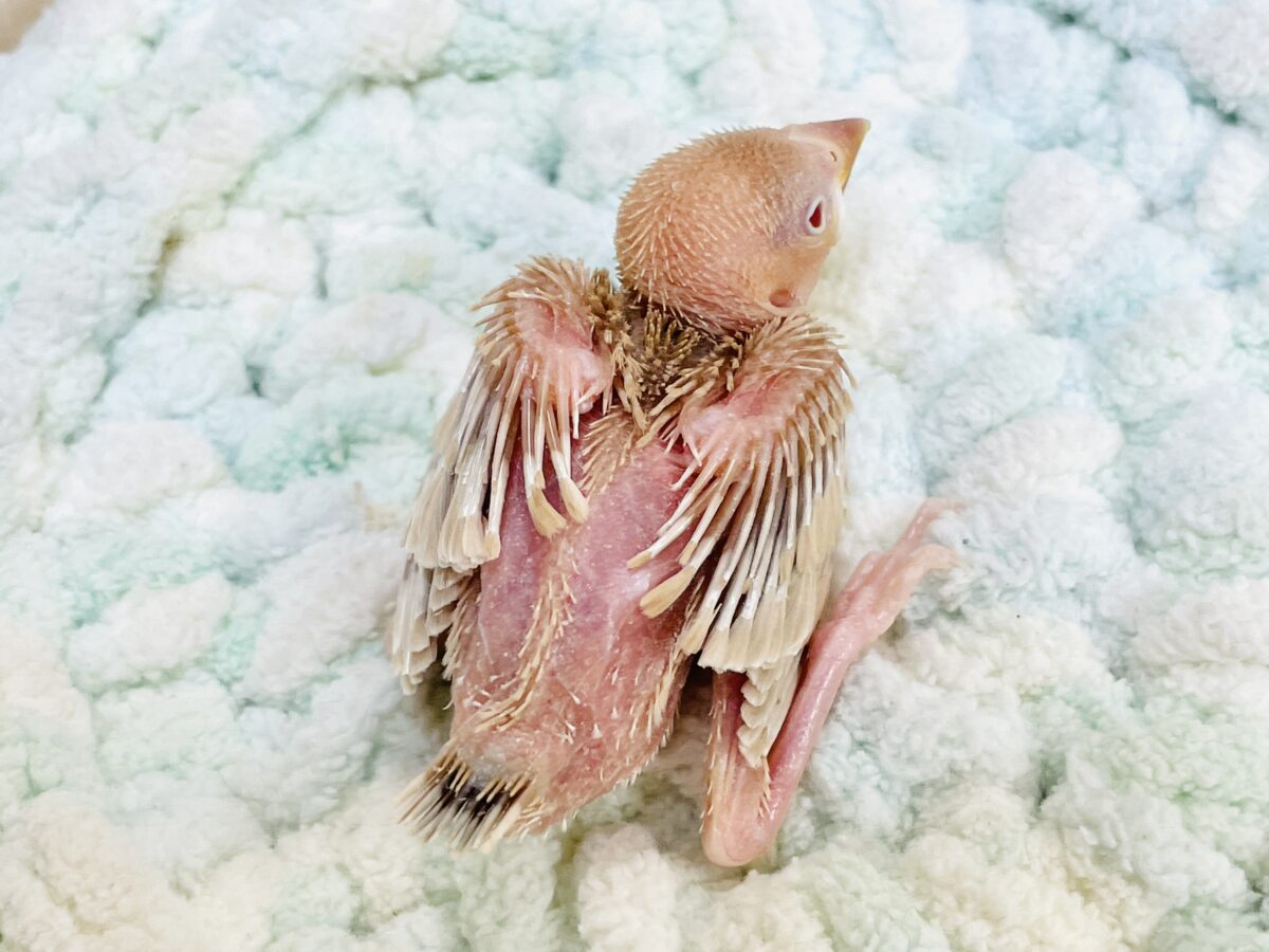 【最新画像更新🪄︎︎✨】これから鳥さんになるんだよ🩷シナモン文鳥(ヒナ) シナモン文鳥