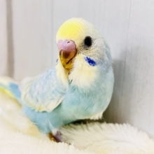まだ夏を終わらせないぞ‼︎すっきりソーダ🩵セキセイインコ（パステルレインボースパングル）