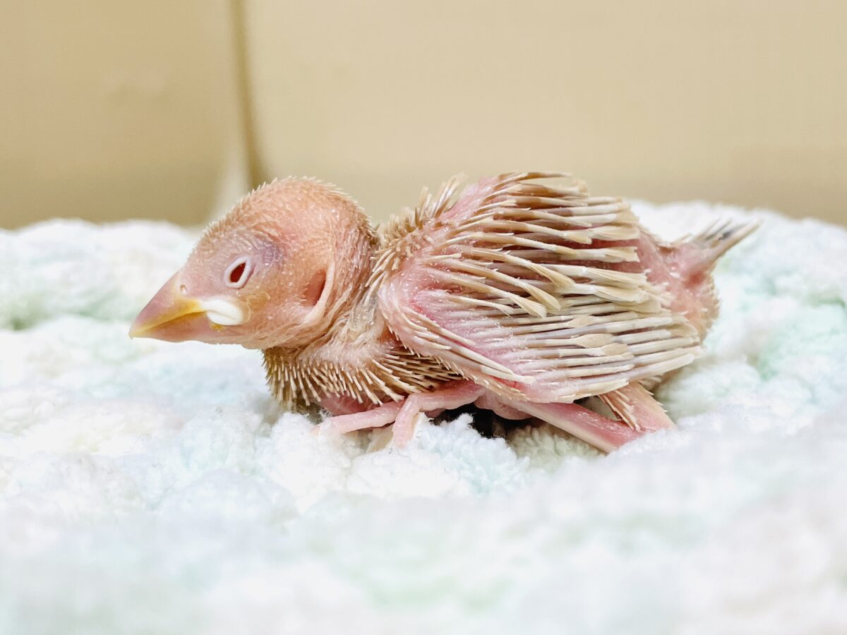 【最新画像更新🪄︎︎✨】これから鳥さんになるんだよ🩷シナモン文鳥(ヒナ) シナモン文鳥