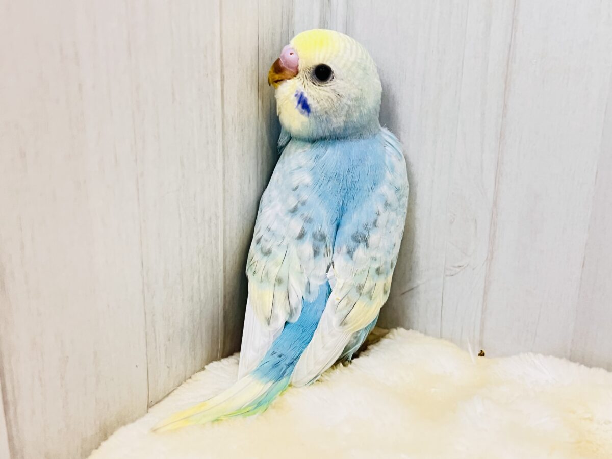 まだ夏を終わらせないぞ‼︎すっきりソーダ🩵セキセイインコ(パステルレインボースパングル) セキセイインコ