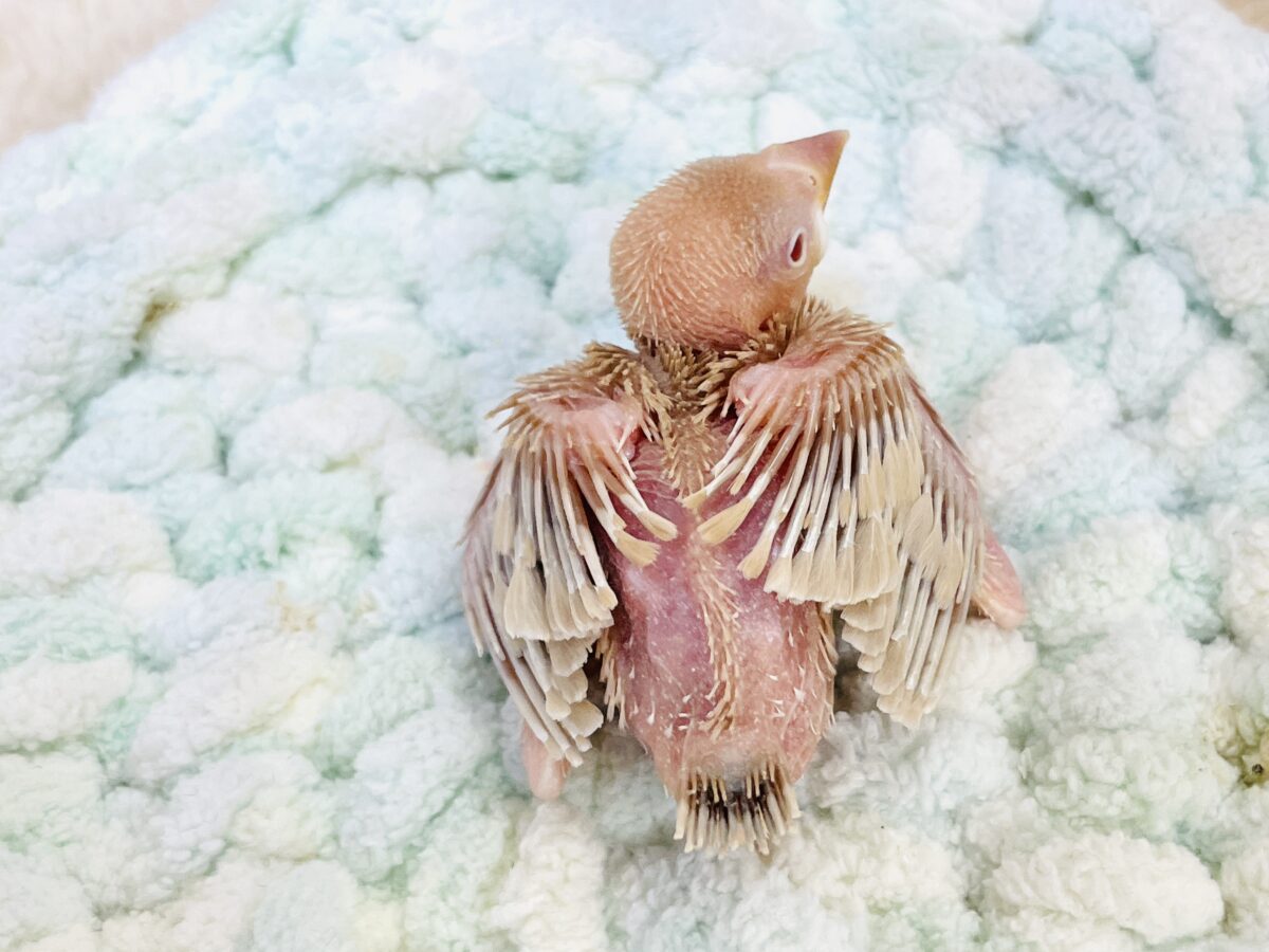 【最新画像更新🪄︎︎✨】これから鳥さんになるんだよ🩷シナモン文鳥(ヒナ) シナモン文鳥
