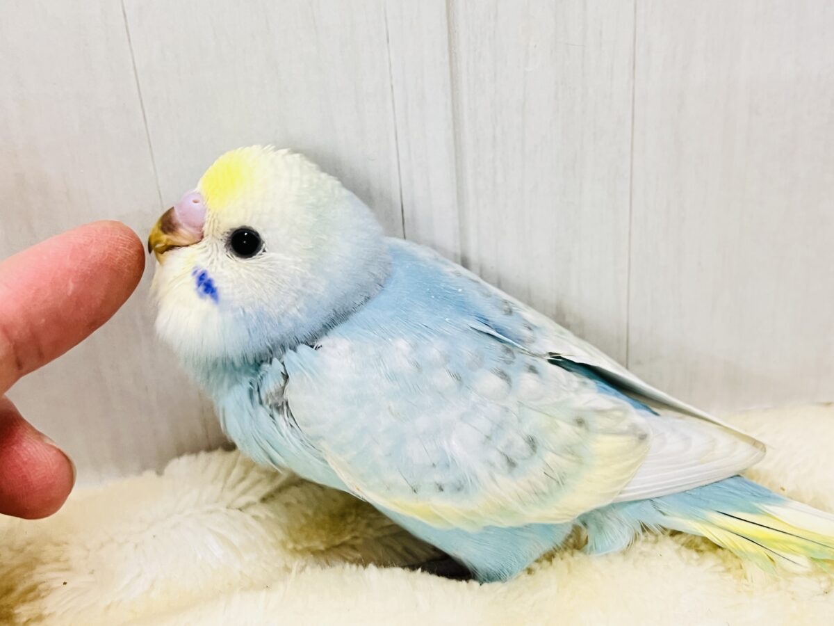 まだ夏を終わらせないぞ‼︎すっきりソーダ🩵セキセイインコ(パステルレインボースパングル) セキセイインコ