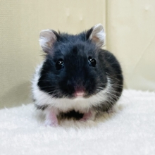 おうちの中が落ち着くよ〜🐹✨ジャンガリアンハムスター（ブラックパイド）