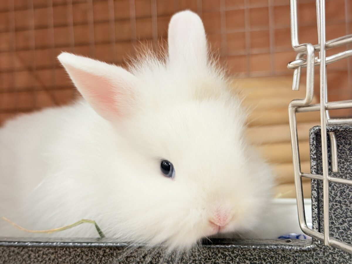 もっふもふの癒し系🐰𓈒𓏸︎︎︎︎ 𓈒𓂂𓏸ジャージーウーリー(男の子) ジャージーウーリー