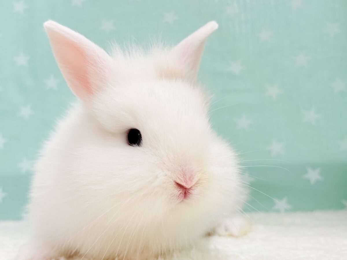 もっふもふの癒し系🐰𓈒𓏸︎︎︎︎ 𓈒𓂂𓏸ジャージーウーリー(男の子) ジャージーウーリー
