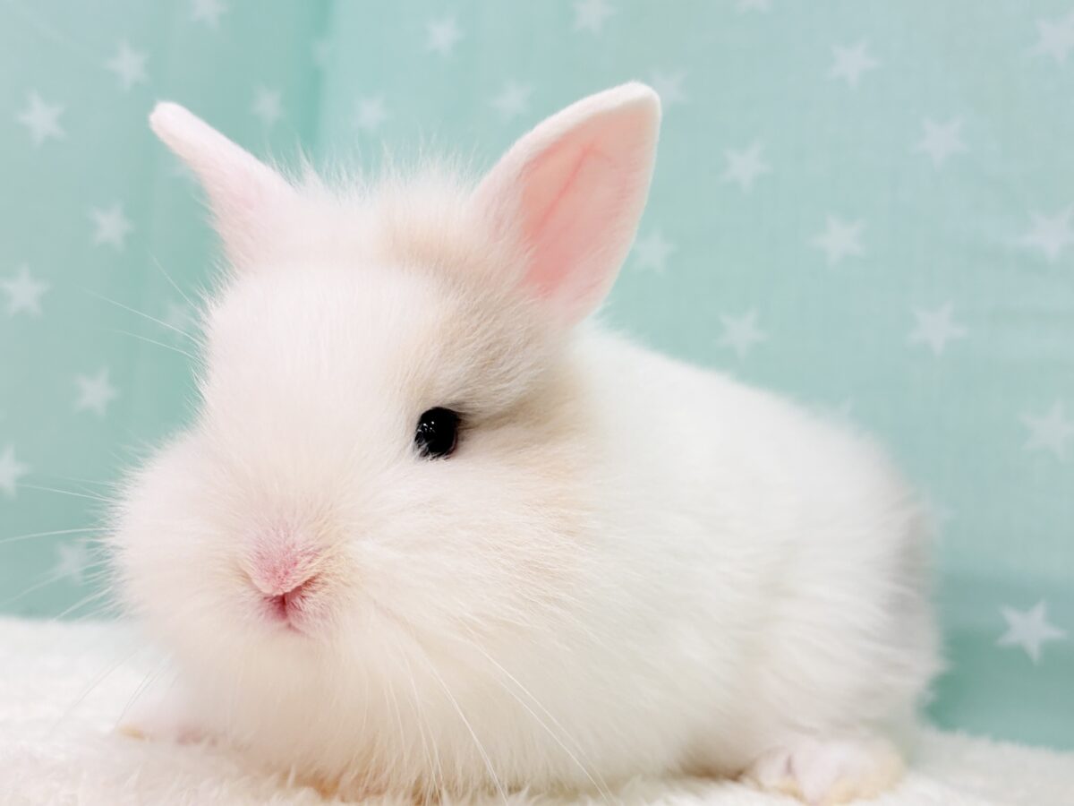 もっふもふの癒し系🐰𓈒𓏸︎︎︎︎ 𓈒𓂂𓏸ジャージーウーリー(男の子) ジャージーウーリー