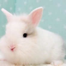 もっふもふの癒し系🐰𓈒𓏸︎︎︎︎ 𓈒𓂂𓏸ジャージーウーリー(男の子)