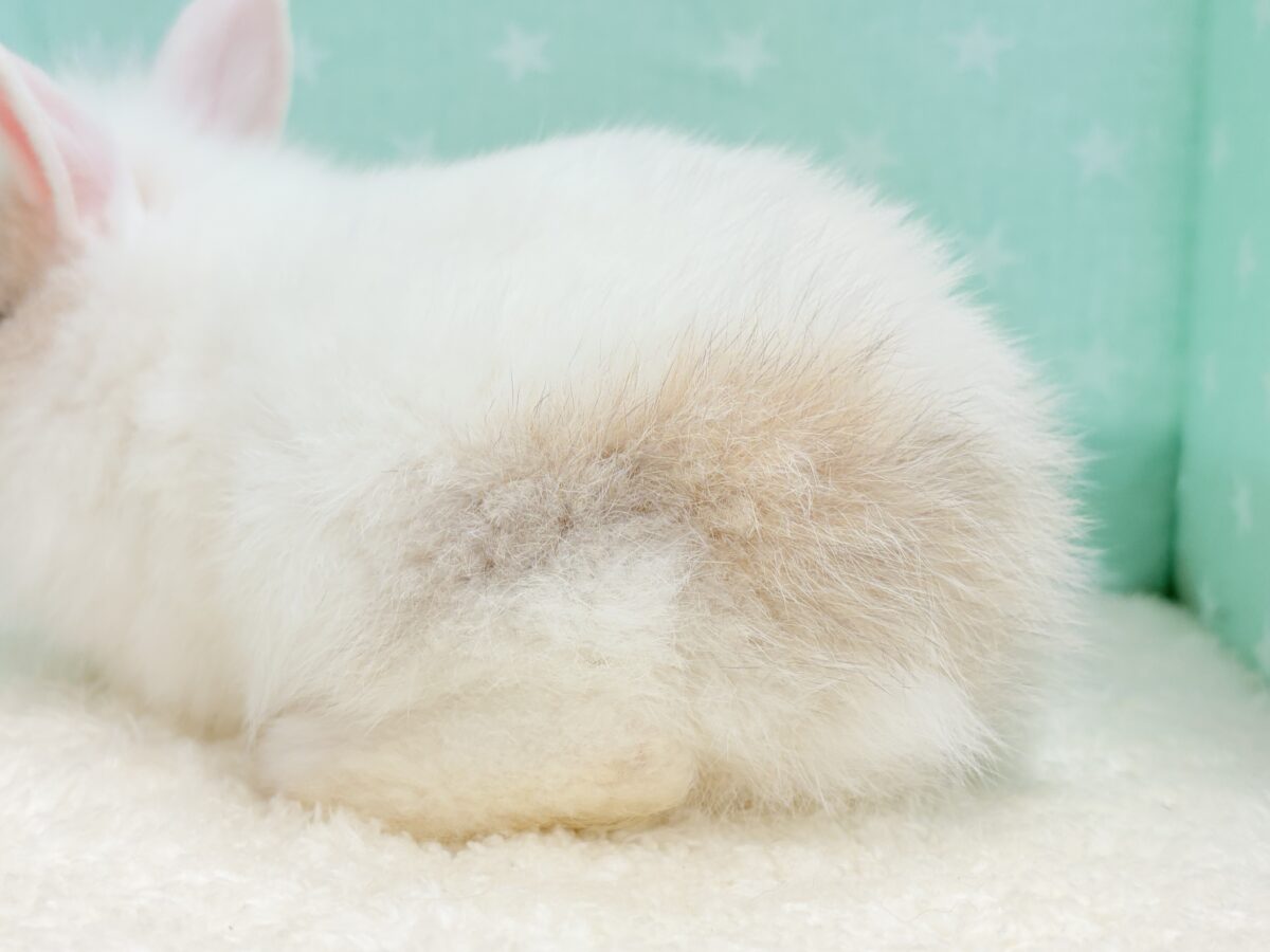 もっふもふの癒し系🐰𓈒𓏸︎︎︎︎ 𓈒𓂂𓏸ジャージーウーリー(男の子) ジャージーウーリー
