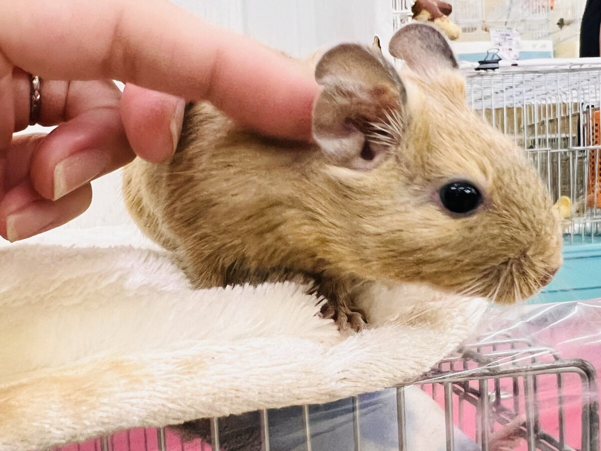 ぽってりマロンクリーム🌰♡運動神経バツグン!デグー(サンド)の男の子✨✨ デグー
