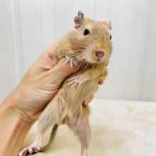ぽってりマロンクリーム🌰♡運動神経バツグン！デグー（サンド）の男の子✨✨