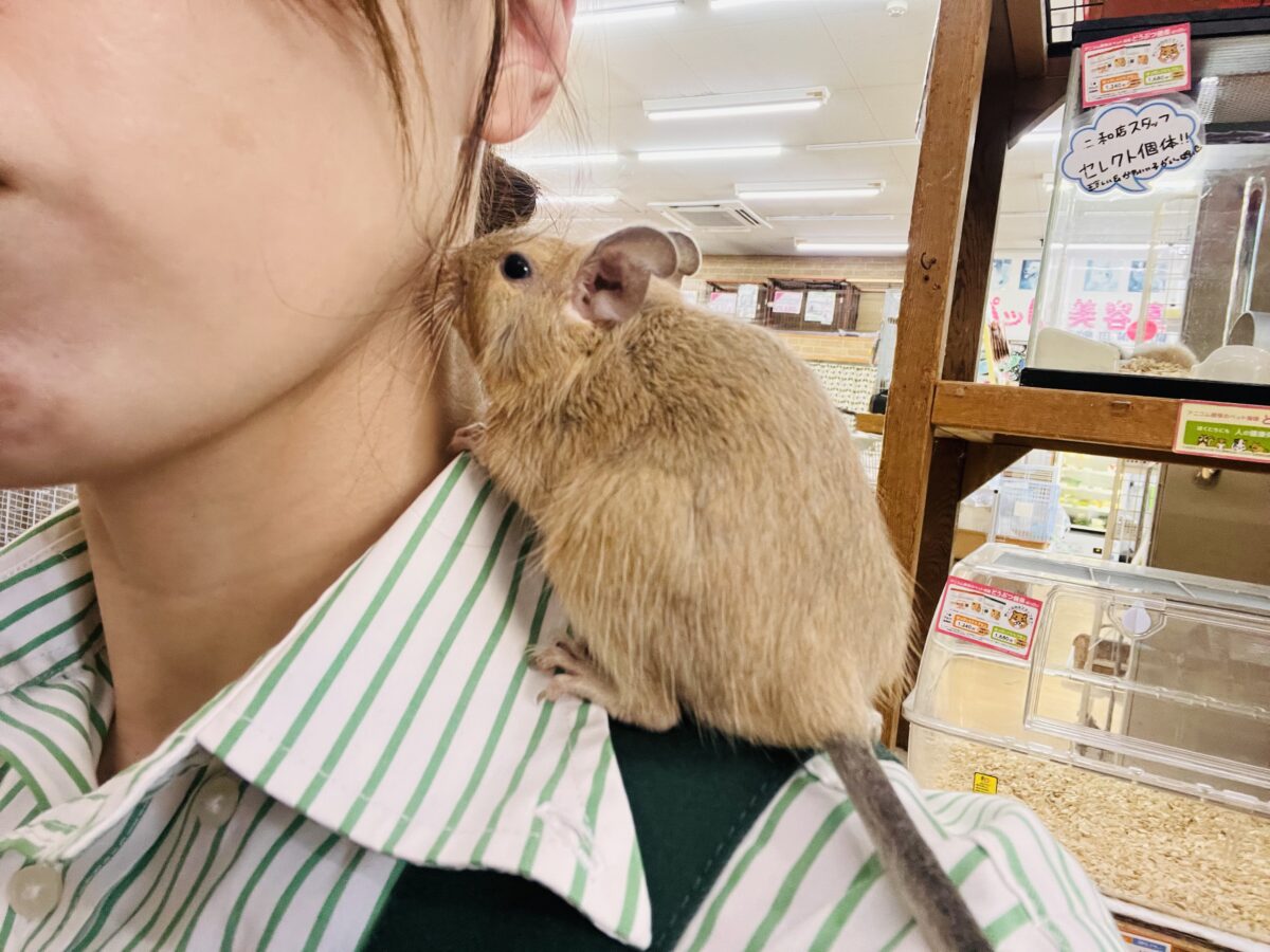 ぽってりマロンクリーム🌰♡運動神経バツグン!デグー(サンド)の男の子✨✨ デグー