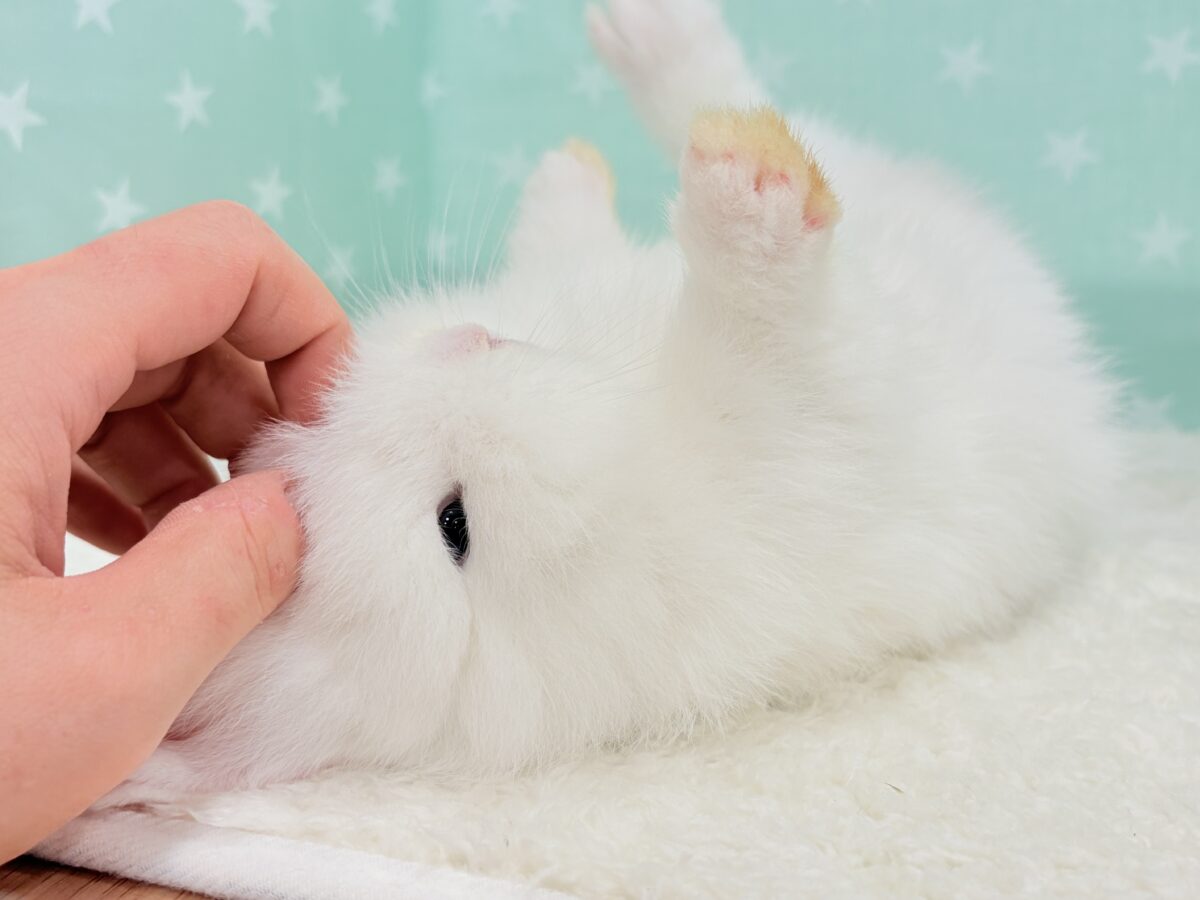 もっふもふの癒し系🐰𓈒𓏸︎︎︎︎ 𓈒𓂂𓏸ジャージーウーリー(男の子) ジャージーウーリー