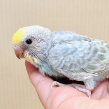 空色パステルちゃん✨セキセイインコ（パステルレインボー）ヒナ