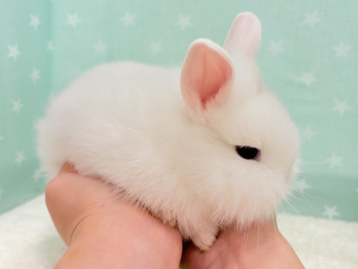 もっふもふの癒し系🐰𓈒𓏸︎︎︎︎ 𓈒𓂂𓏸ジャージーウーリー(男の子) ジャージーウーリー