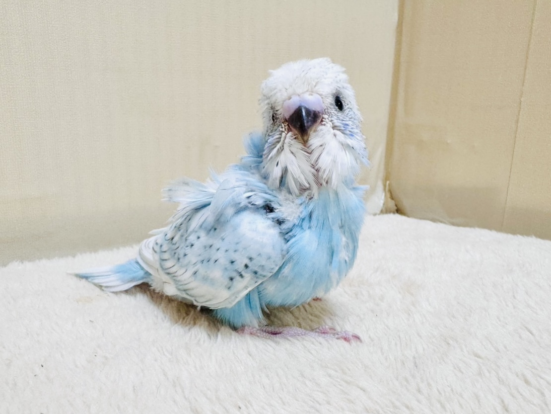 【最新画像】天使の羽がついたおかっぱちゃん🪽羽衣セキセイインコ(スパングル)ヒナ 羽衣セキセイインコ