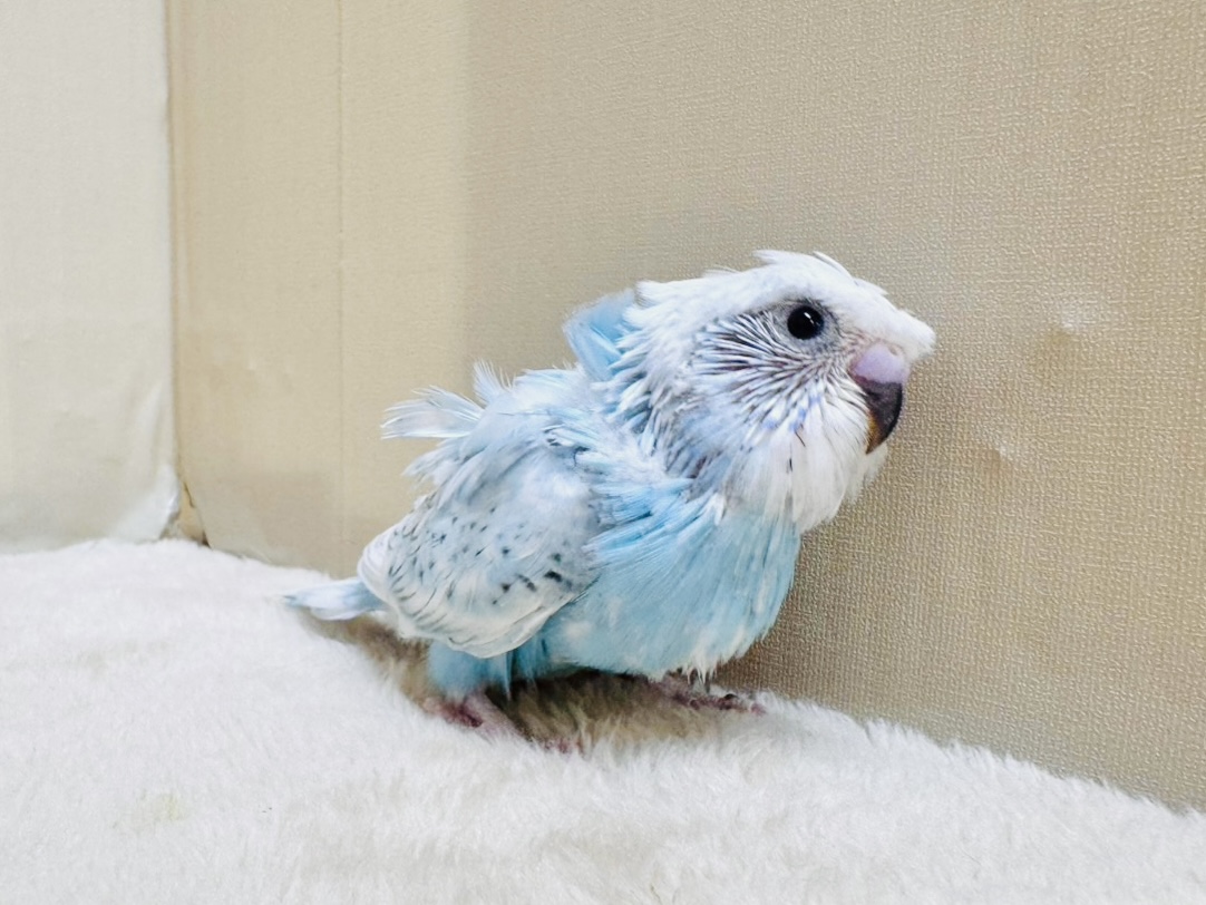 【最新画像】天使の羽がついたおかっぱちゃん🪽羽衣セキセイインコ(スパングル)ヒナ 羽衣セキセイインコ