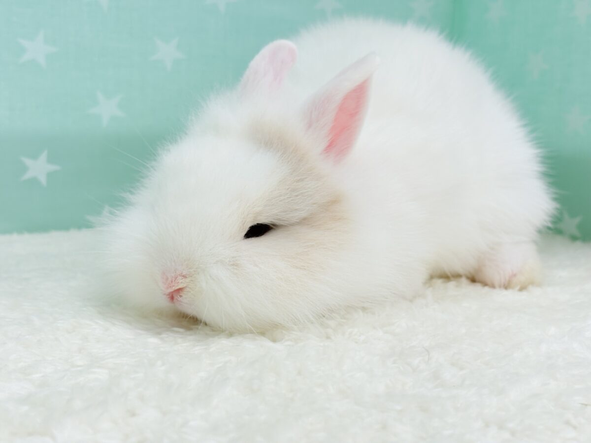 もっふもふの癒し系🐰𓈒𓏸︎︎︎︎ 𓈒𓂂𓏸ジャージーウーリー(男の子) ジャージーウーリー