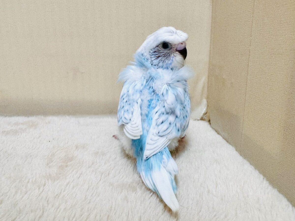 【最新画像】天使の羽がついたおかっぱちゃん🪽羽衣セキセイインコ(スパングル)ヒナ 羽衣セキセイインコ