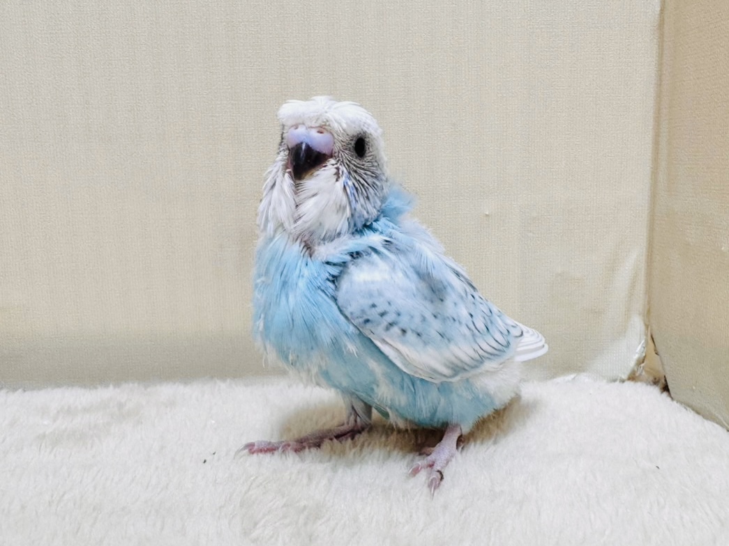 【最新画像】天使の羽がついたおかっぱちゃん🪽羽衣セキセイインコ(スパングル)ヒナ 羽衣セキセイインコ
