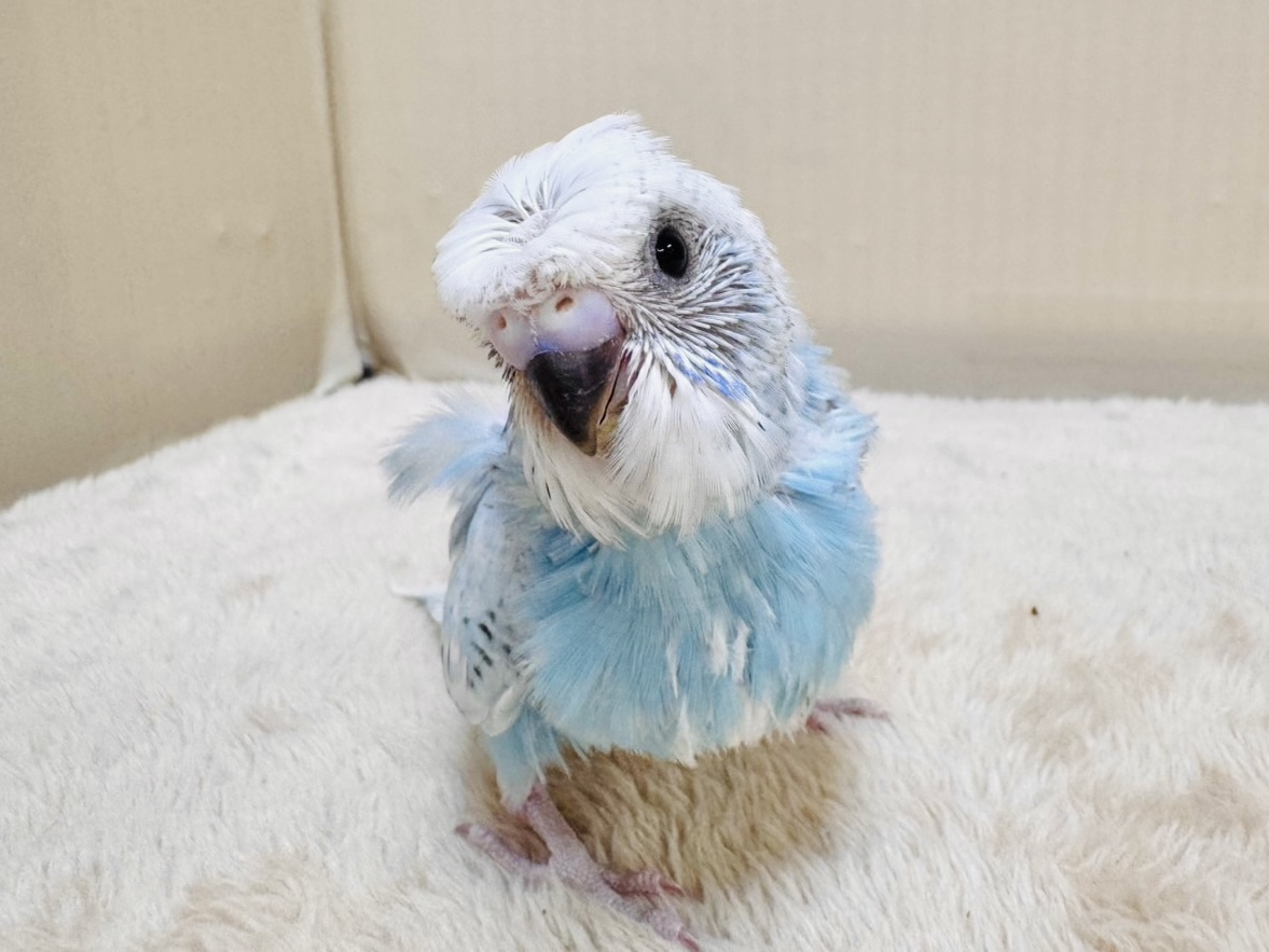 【最新画像】天使の羽がついたおかっぱちゃん🪽羽衣セキセイインコ(スパングル)ヒナ 羽衣セキセイインコ