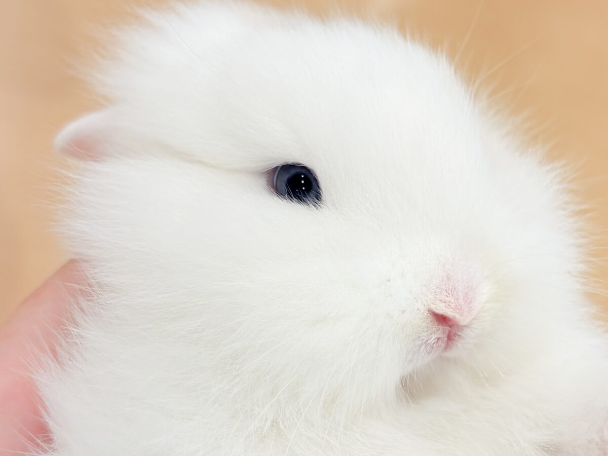 もっふもふの癒し系🐰𓈒𓏸︎︎︎︎ 𓈒𓂂𓏸ジャージーウーリー(男の子) ジャージーウーリー