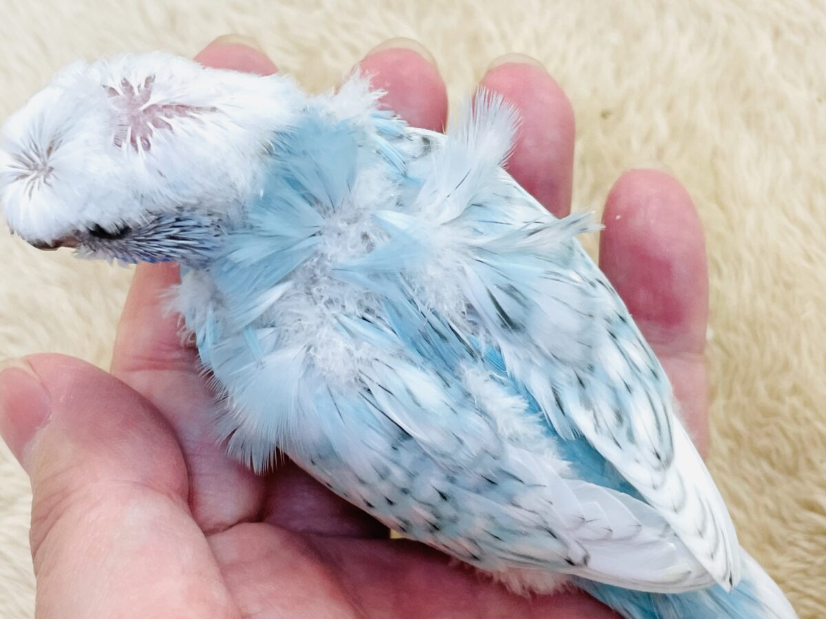 【最新画像】天使の羽がついたおかっぱちゃん🪽羽衣セキセイインコ(スパングル)ヒナ 羽衣セキセイインコ