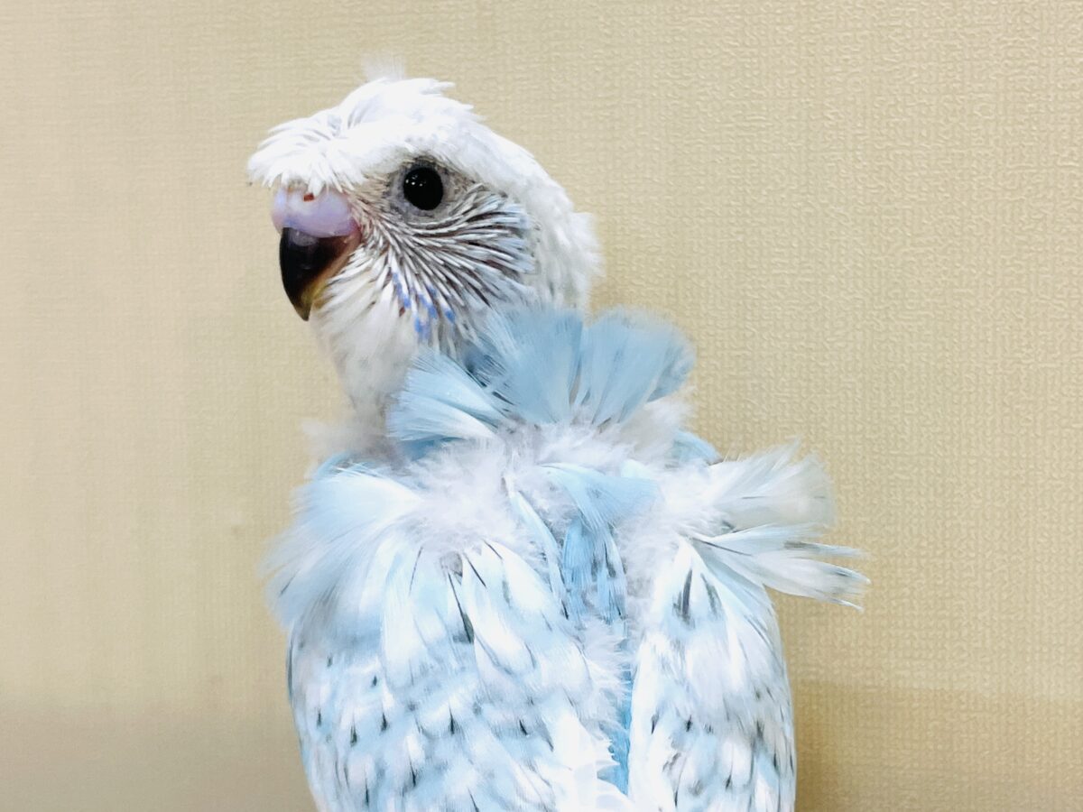 【最新画像】天使の羽がついたおかっぱちゃん🪽羽衣セキセイインコ(スパングル)ヒナ 羽衣セキセイインコ