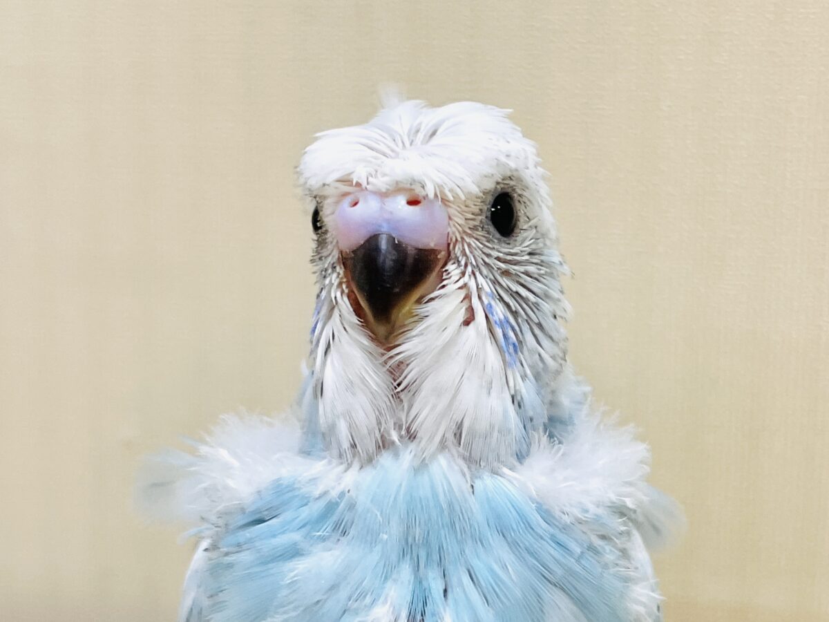 【最新画像】天使の羽がついたおかっぱちゃん🪽羽衣セキセイインコ(スパングル)ヒナ 羽衣セキセイインコ