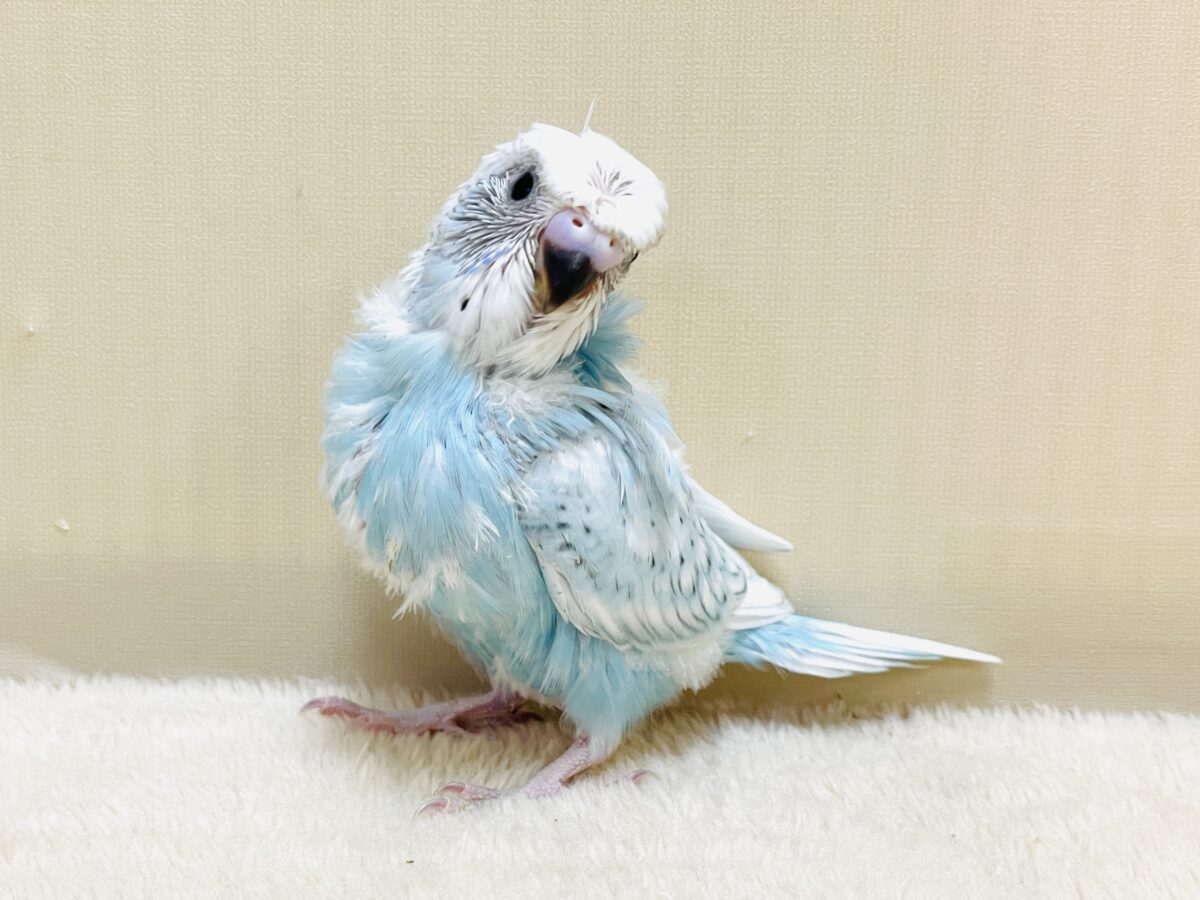 【最新画像】天使の羽がついたおかっぱちゃん🪽羽衣セキセイインコ(スパングル)ヒナ 羽衣セキセイインコ