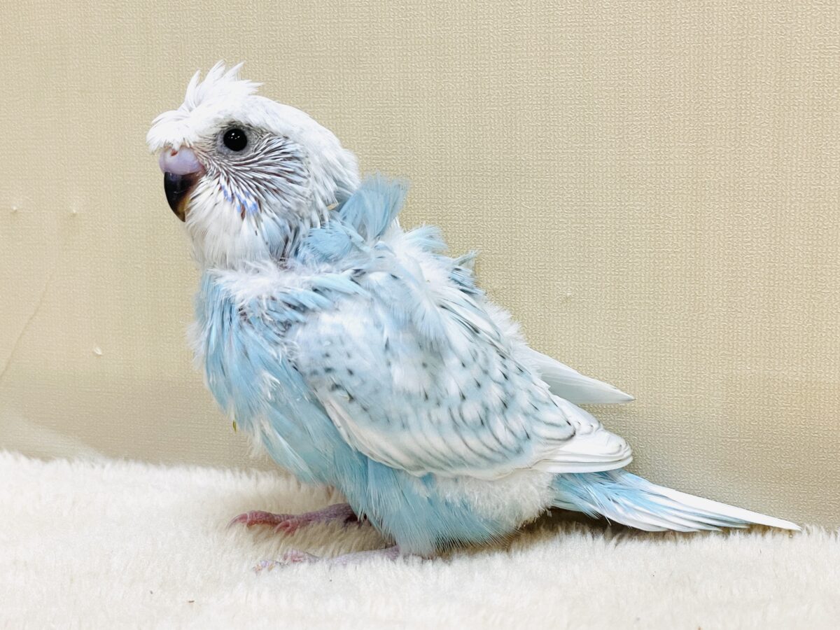 【最新画像】天使の羽がついたおかっぱちゃん🪽羽衣セキセイインコ(スパングル)ヒナ 羽衣セキセイインコ