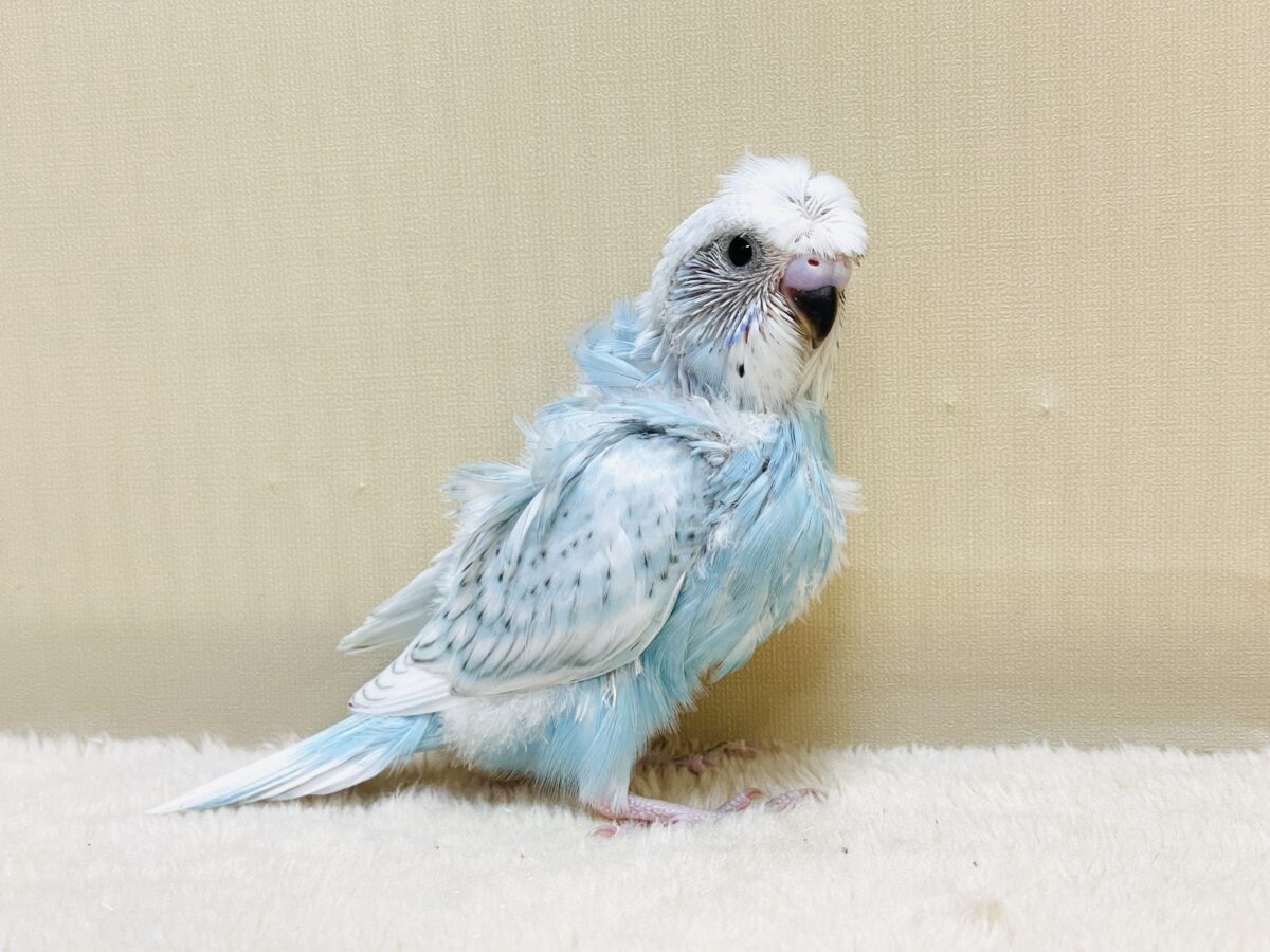 【最新画像】天使の羽がついたおかっぱちゃん🪽羽衣セキセイインコ(スパングル)ヒナ 羽衣セキセイインコ