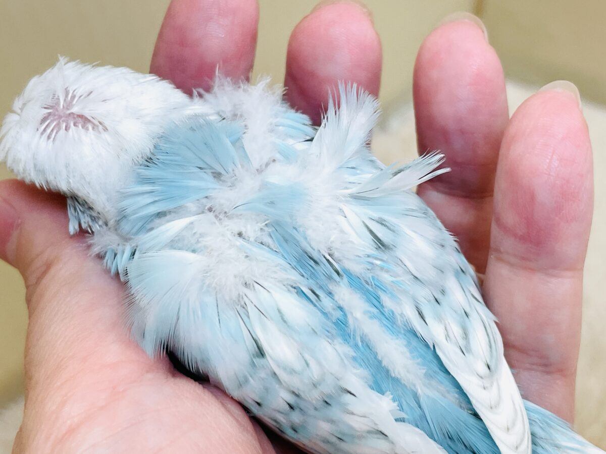 【最新画像】天使の羽がついたおかっぱちゃん🪽羽衣セキセイインコ(スパングル)ヒナ 羽衣セキセイインコ