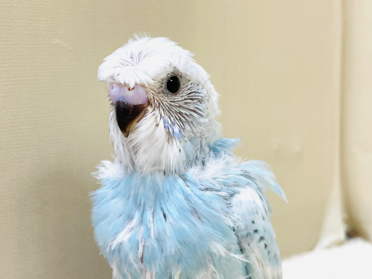 【最新画像】天使の羽がついたおかっぱちゃん🪽羽衣セキセイインコ(スパングル)ヒナ 羽衣セキセイインコ