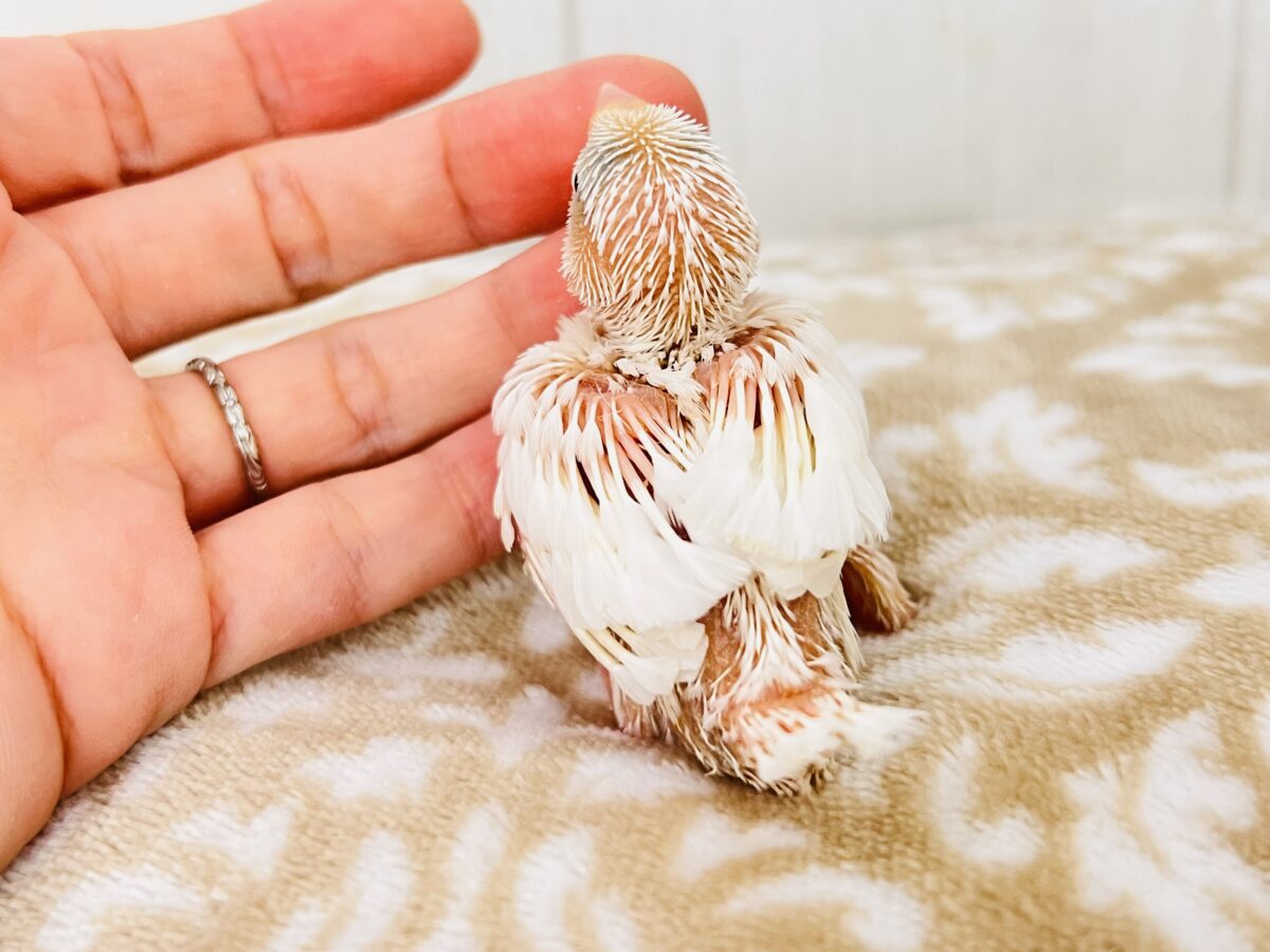 ツクツクえのき‥🍄幸せパウダーを振り撒く💕白文鳥の雛が入舎しました☆ 白文鳥