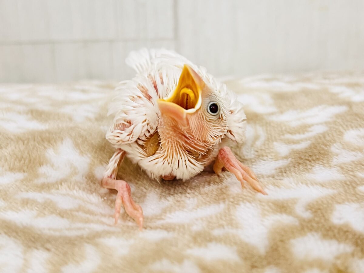 ツクツクえのき‥🍄幸せパウダーを振り撒く💕白文鳥の雛が入舎しました☆ 白文鳥
